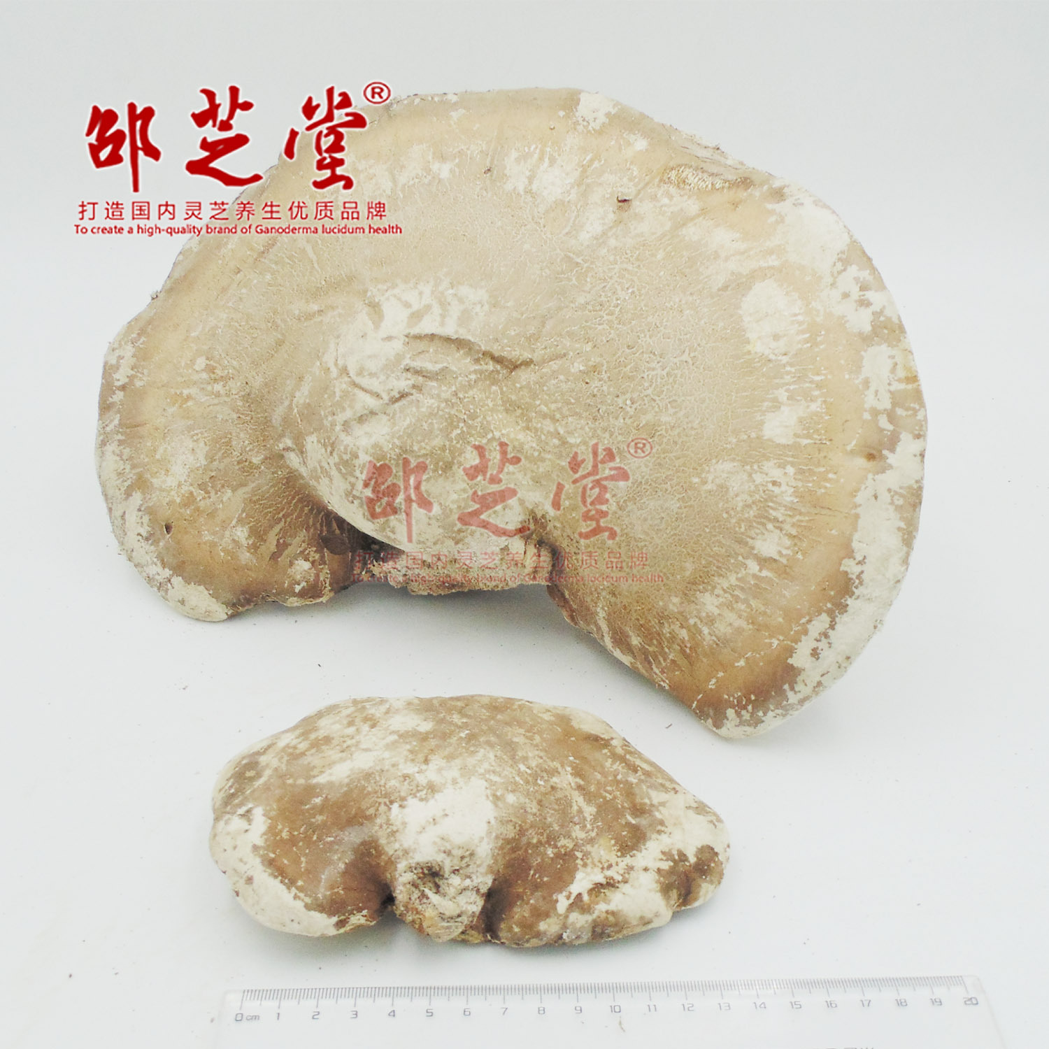 白靈芝2