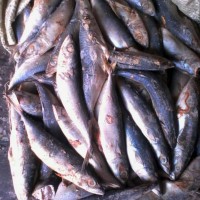供應(yīng)飼料魚(yú)凍鯷魚(yú) 晴天爛 海雜魚(yú) 冷凍海產(chǎn)品海鮮 質(zhì)優(yōu)價(jià)宜