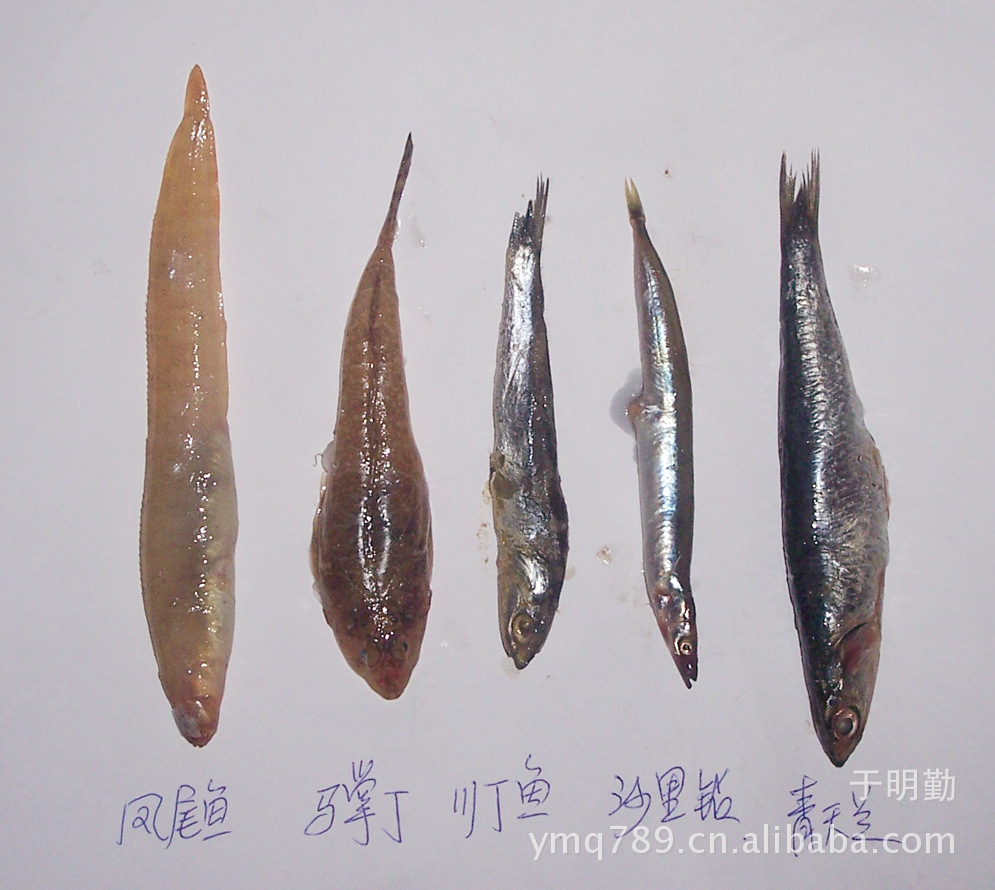 CIMG0753飼料魚(yú) (1)