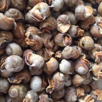 供應優(yōu)質小香螺 干凈無沙 可辣炒 燒烤 蒸煮 冷凍海鮮產(chǎn)品