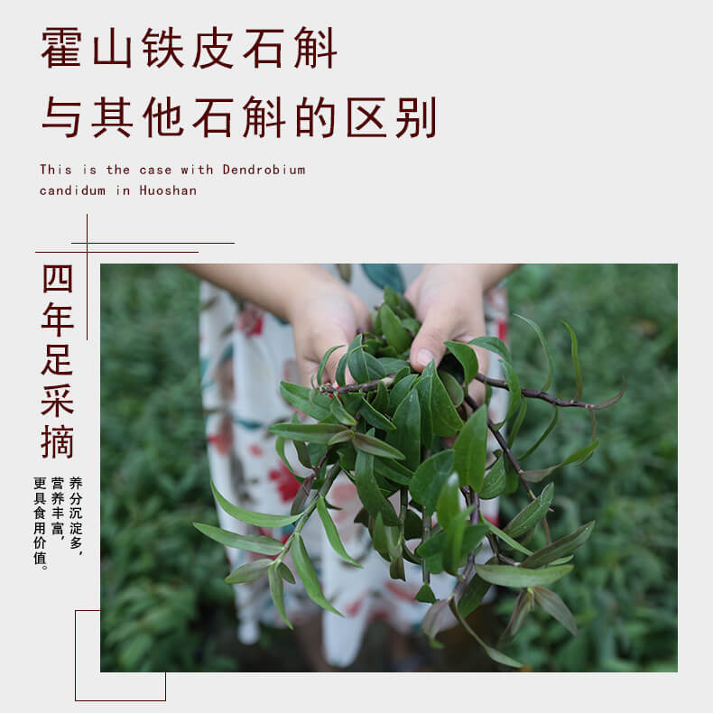 鐵皮石斛鮮條_06.jpg