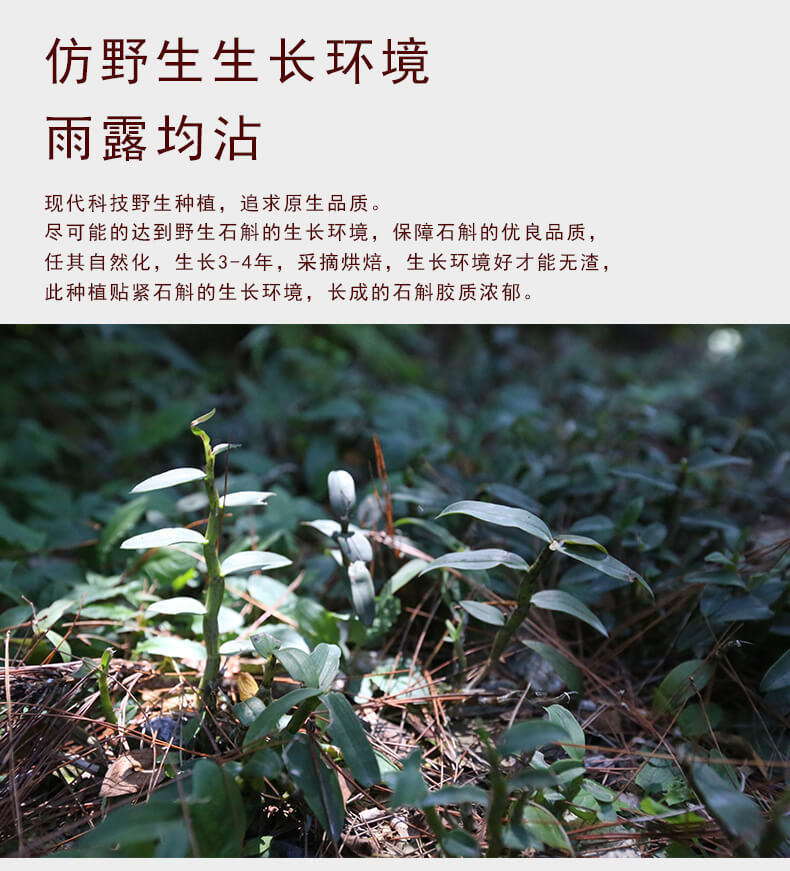 鐵皮石斛楓斗_04.jpg