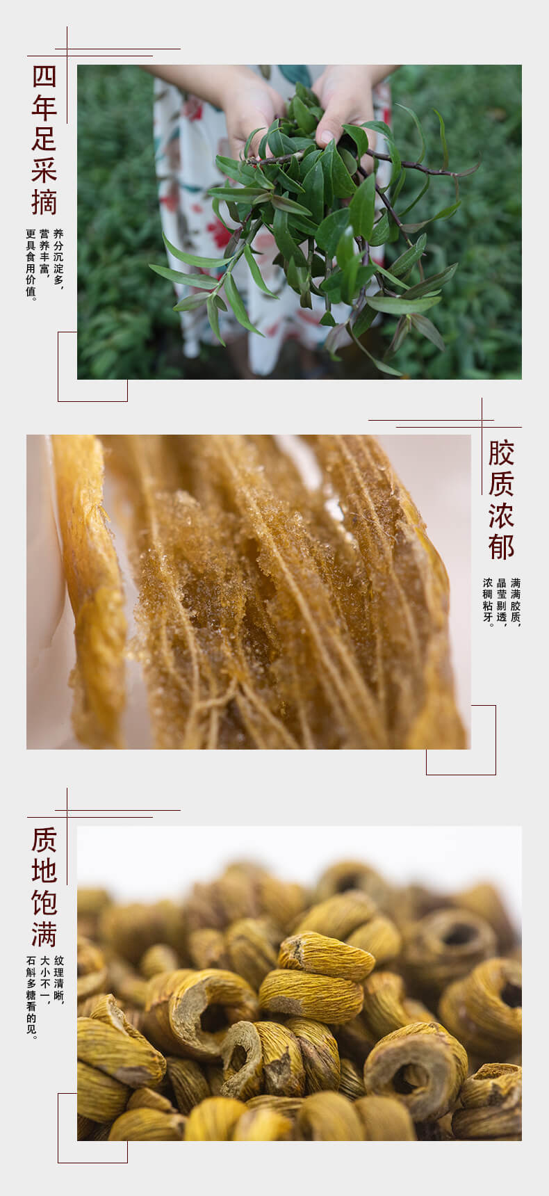 鐵皮石斛楓斗_07.jpg