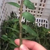 供應(yīng)霍山米斛鮮條 干條原料霍山石斛鮮條 批發(fā)石斛霍山米斛鮮條