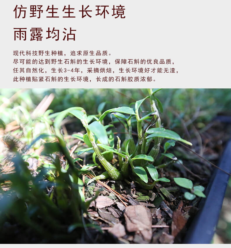 鐵皮米斛鮮條_03.jpg