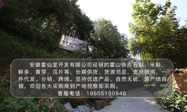 鐵皮石斛楓斗_01