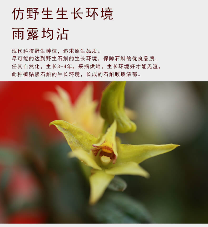 鐵皮石斛花_04.jpg