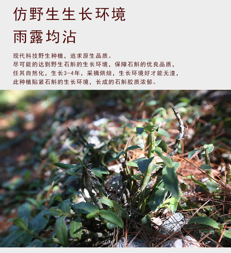 鐵皮石斛切片_04.jpg
