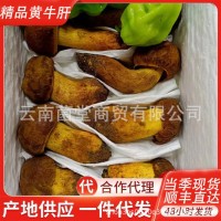 牛肝菌野生云南特產(chǎn)黃蔥黃牛肝菌香菇菌蘑菇煲湯野生新鮮牛肝菌