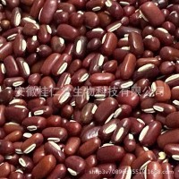 批發(fā)散裝新貨五谷雜糧赤小豆直供藥食同源長(zhǎng)粒赤小豆 量大價(jià)優(yōu)