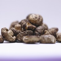 花菇干新貨散裝1千克 無(wú)熏硫冬菇 大花菇 珍珠花菇茶花菇干貨冬菇