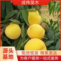 成偉現(xiàn)挖現(xiàn)發(fā)桃樹苗 易成活超早黃金蜜桃 歡迎購銷