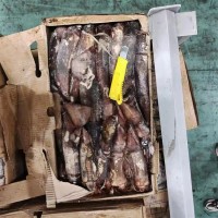 海鵬 印度洋小條魷魚 進出口冷凍水產(chǎn)品定制 大小均勻規(guī)格分明  1噸起批