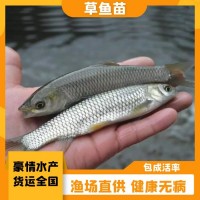 人工培育草魚苗 魚塘水庫養(yǎng)殖草魚 抗病害鯇魚苗 豪情漁場(chǎng)