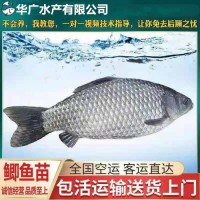 中科5號(hào)鯽魚苗 中科3號(hào) 白鯽魚苗 東北鯽魚苗 湘云鯽魚苗 土鯽魚