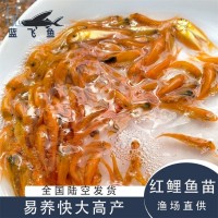 藍(lán)飛魚人工養(yǎng)殖淡水觀賞魚苗定制 紅鯉魚苗3-4cm