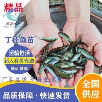 求購丁桂魚苗 3-4厘米丁桂魚苗一斤尾【港發(fā)水產(chǎn)】丁桂魚苗淡水養(yǎng)殖