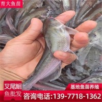 斑點叉尾鮰魚苗批發(fā) 供應草魚大頭青魚白鰱魚 臺灣泥鰍魚苗