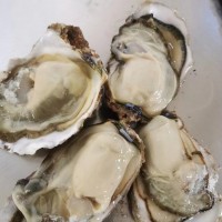 鮮活海產(chǎn)品貝類生蠔 貨源三倍體 牡蠣帶殼 整箱原產(chǎn)地發(fā)貨 金貝豐