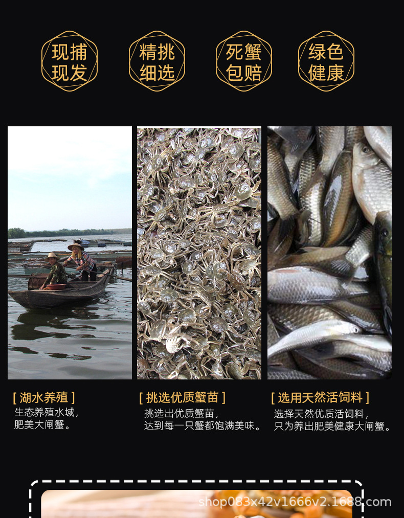 大閘蟹_03.jpg