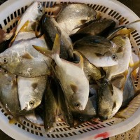 源頭貨陽江新鮮深海金鯧魚批發(fā)倉魚昌魚王特鯧魚海鮮凍品海產(chǎn)5斤