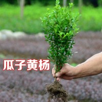 小葉瓜子黃楊色塊籬笆植物常綠庭院小區(qū)工程苗風景苗景區(qū)綠化工程