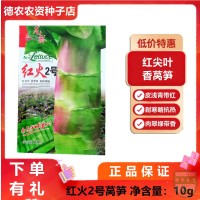龍盛 紅火2號萵筍種子 青紅尖葉香萵筍種籽 皮淺青帶紅耐寒略耐熱