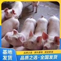 豬苗大白豬 品種小苗耐粗糧肥胖能吃個頭大 繁榮出售