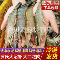 鮮活羅氏沼蝦 淡水大蝦 河蝦 對(duì)蝦 大頭蝦海鮮生鮮冷凍大蝦基圍蝦