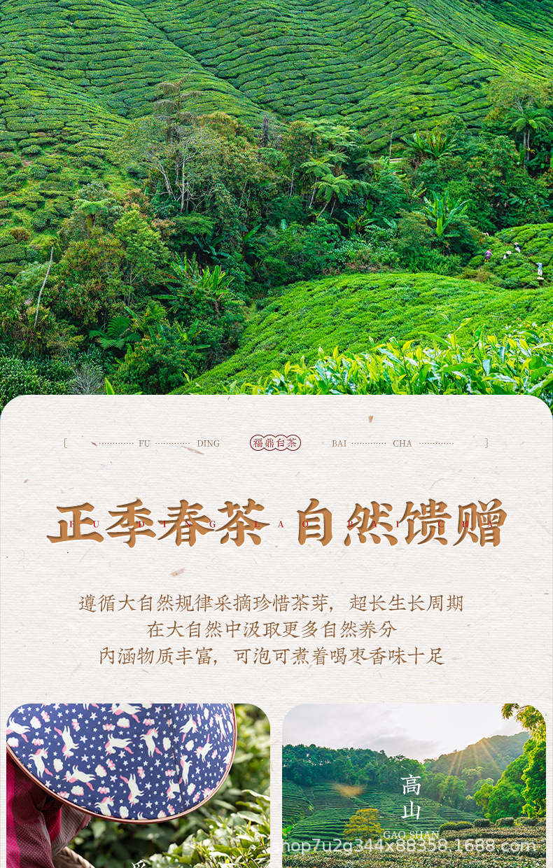 張堅定小餅茶透明罐詳情_04.jpg