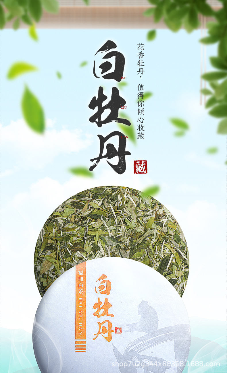 張堅定白牡丹詳情_01.jpg
