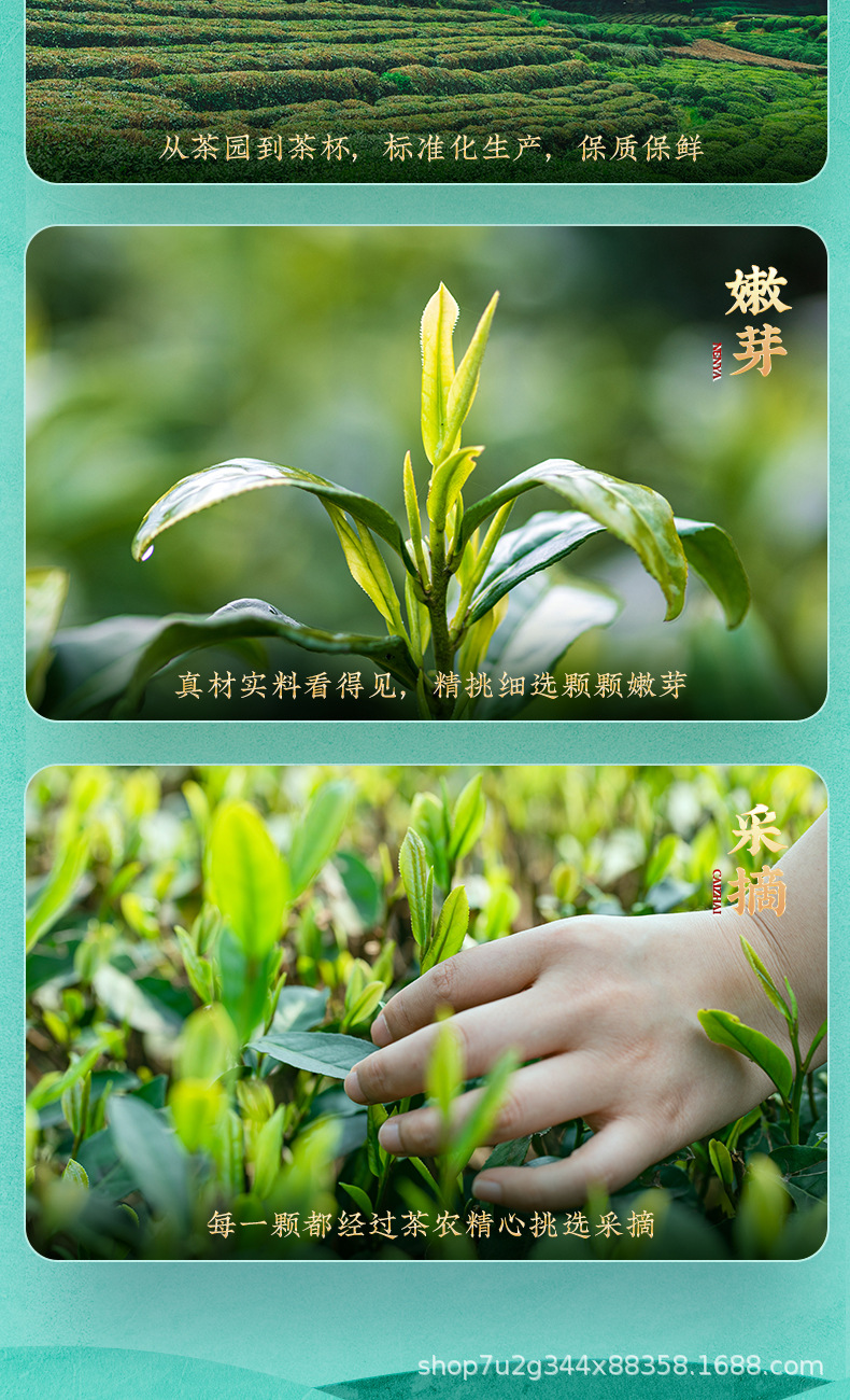 張堅定白牡丹詳情_05.jpg