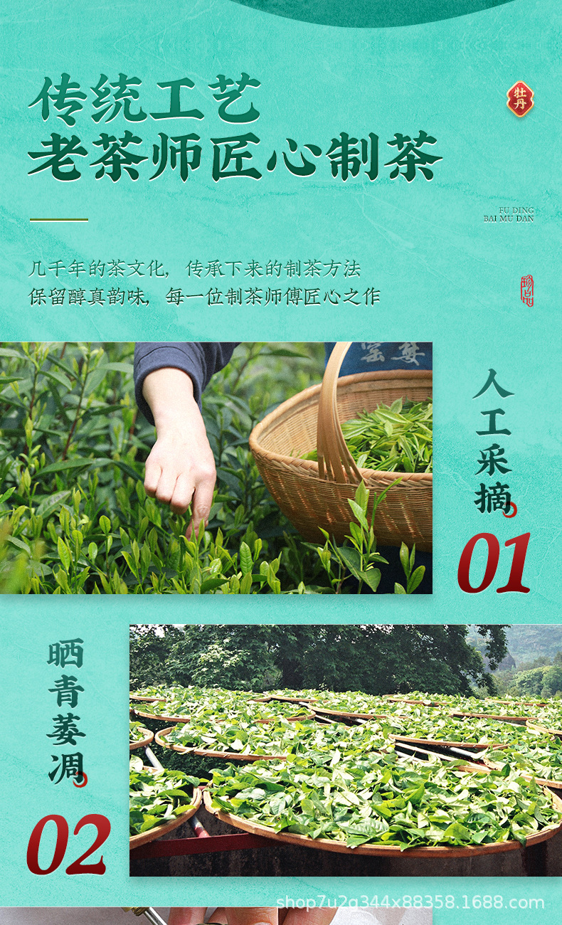 張堅定白牡丹詳情_06.jpg