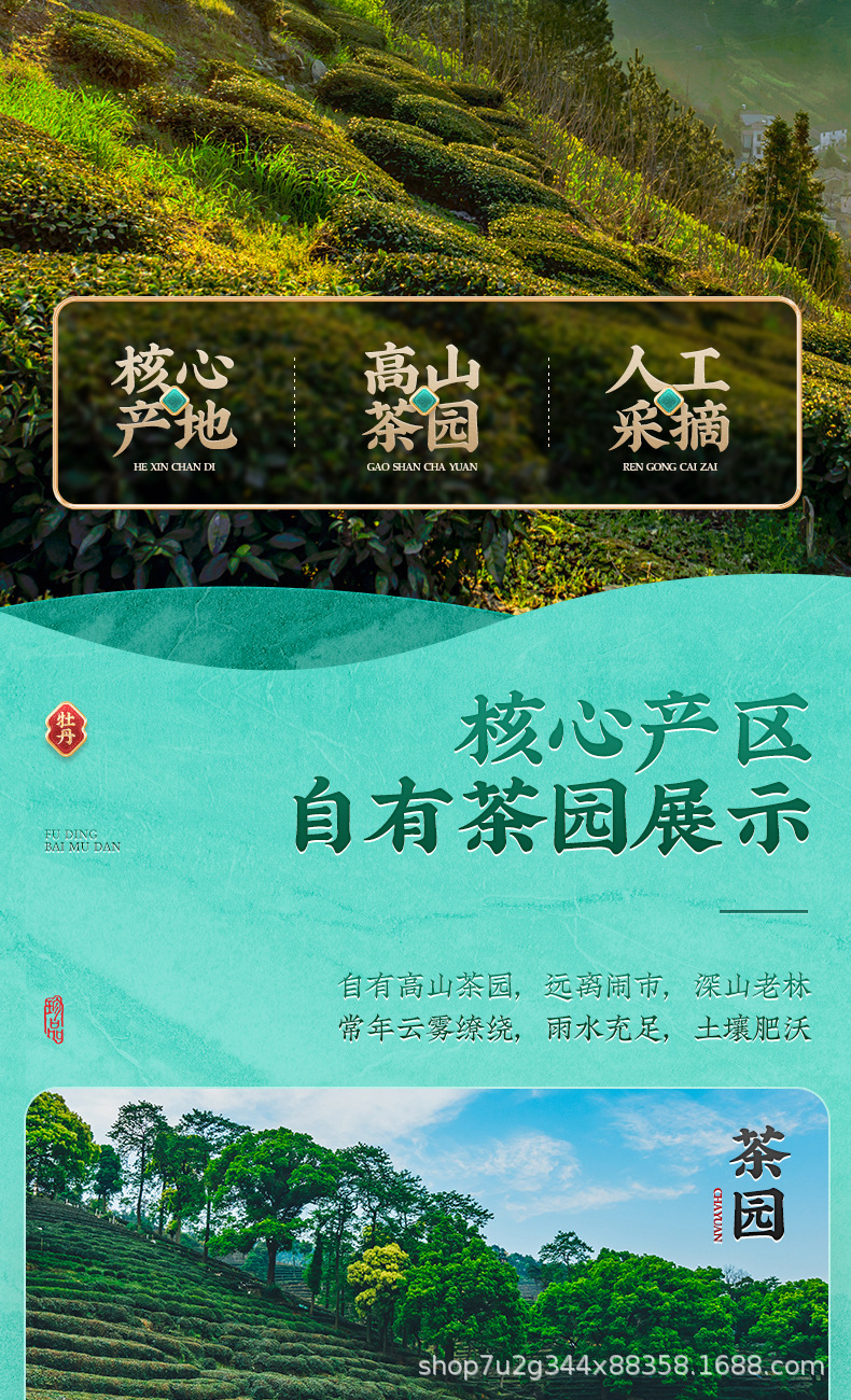 張堅定白牡丹詳情_04.jpg