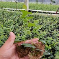 藍莓苔蘚苗 藍莓組培苗哪里有賣 南高叢藍莓苗品種 有瑞卡 珠寶H5