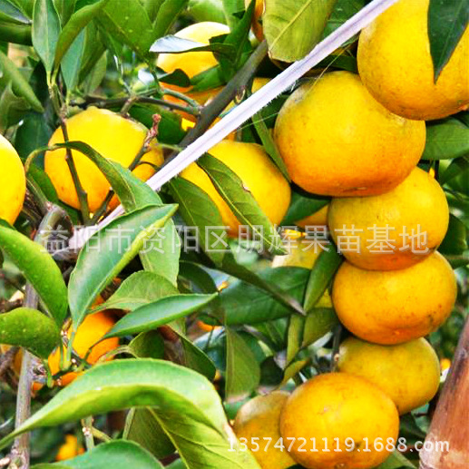 大分一號(hào)