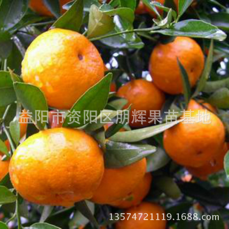大分一號(hào)