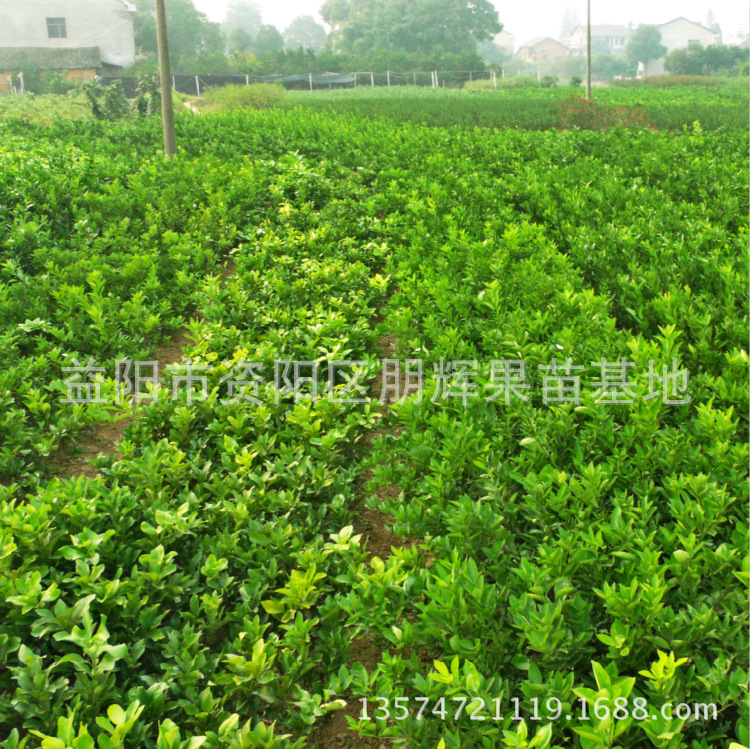 大分一號(hào)