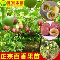 廣西百香果苗出售 黃金百香果苗 臺農一號 紫香一號 苗木批發(fā) 惠州果苗基地