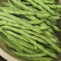 四季豆批發(fā) 長(zhǎng)扁豆現(xiàn)摘現(xiàn)賣(mài)直供 無(wú)筋豆農(nóng)場(chǎng)采摘直發(fā)