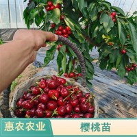 惠農(nóng)農(nóng)業(yè)供應(yīng) 俄羅斯八號含香櫻桃苗 種植大櫻桃樹現(xiàn)挖現(xiàn)賣