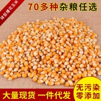 【批發(fā)球型爆花玉米】 爆米花原料玉米粒 爆裂玉米批發(fā)20kg/袋