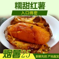 基地直發(fā)，唐山煙薯3兩到6兩，紅薯蜜薯