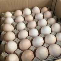 大量現(xiàn)貨供應(yīng)14天的活珠子 雞胚 鳳凰蛋