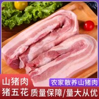 廠家直供阿文特種山豬肉豬五花現(xiàn)殺冷鏈運(yùn)輸肉質(zhì)鮮嫩山豬肉豬五花