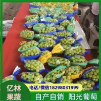 無籽青提葡萄 栽培簡單 果皮為黃綠色 富含膳食纖維