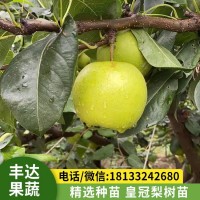 皇冠梨樹苗 梨樹果苗嫁接 南北方種植 水果苗木基地直發(fā)