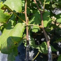 廣 西葡萄苗售價(jià)合理 妮娜公主高糖顏色鮮紅 苗木易種植