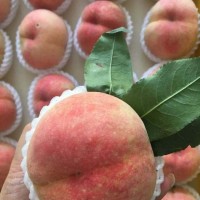 晚大湖景陽山水蜜桃批發(fā) 樹苗果苗 果園產(chǎn)地直發(fā) 全國直供