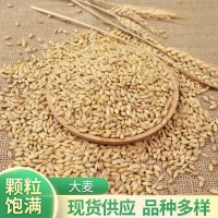 廠家現(xiàn)貨帶殼大麥五谷雜糧現(xiàn)貨 大麥袋裝25kg農(nóng)作谷物飼料大麥